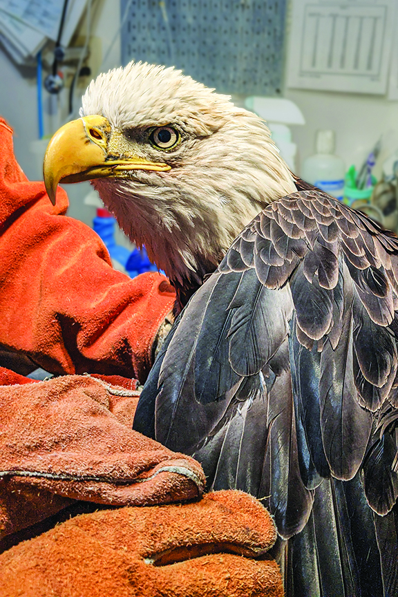 Photo of rescued bald eagle taken by the Southwest Virginia Wildlife Center. before transferring to the Wildlife Center of Virginia in Waynesboro.