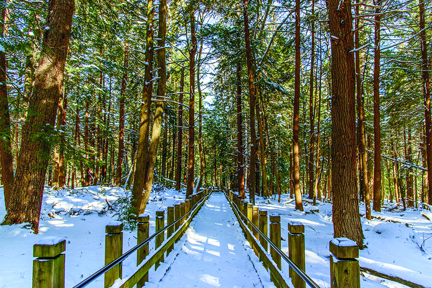 Snow-covered forest at Swallow Falls State Park