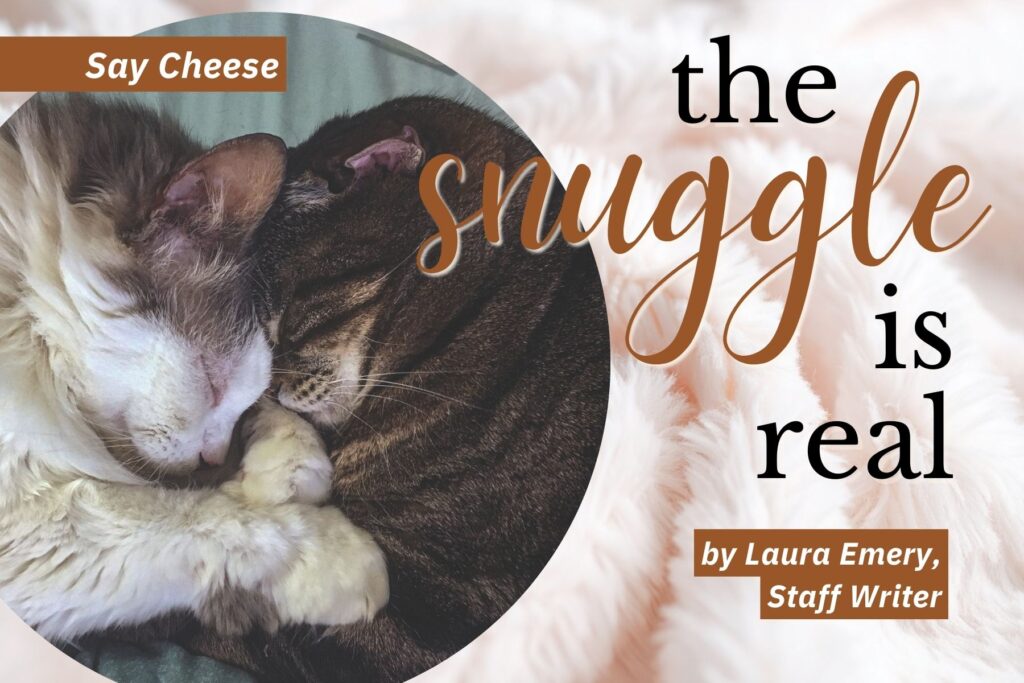 Say Cheese title slide showing two cats laying forehead to forehead