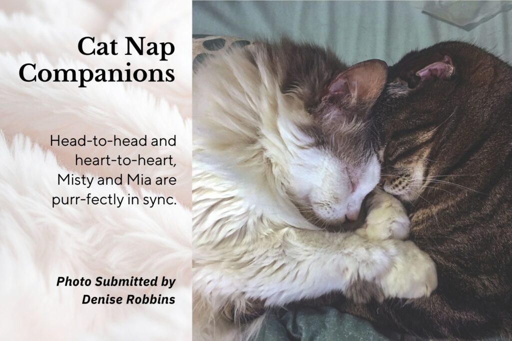 Two cats cuddle forehead to forehead