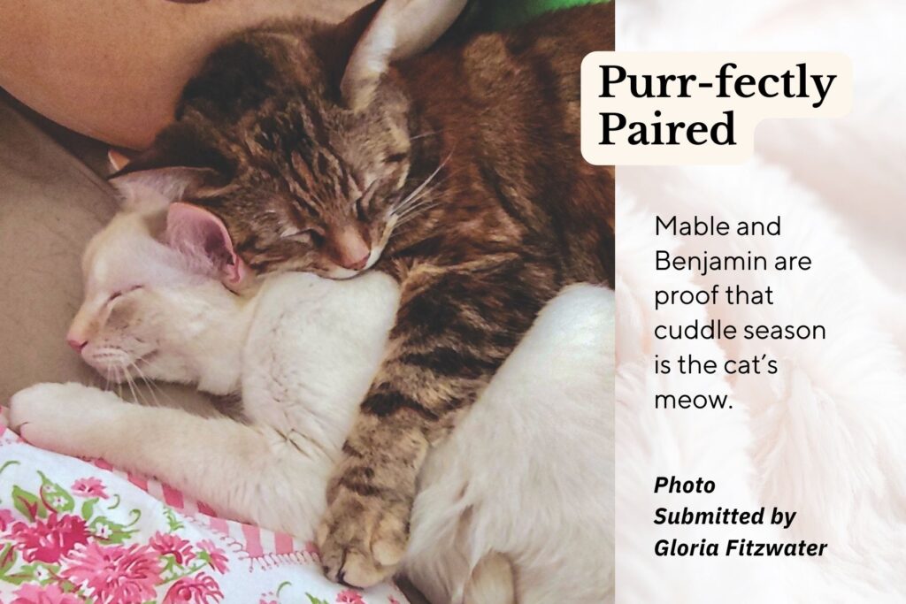 White cat and multicolored cat lay togther