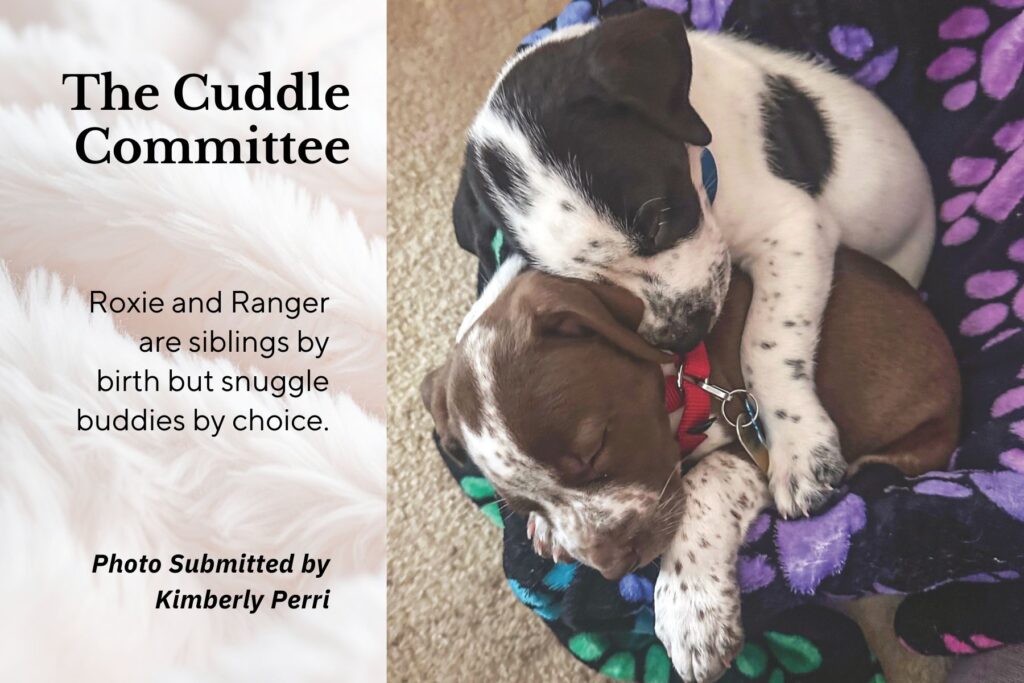 Two small dogs are cuddled on a blanket