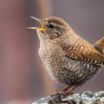 Winter wren perched on a branch