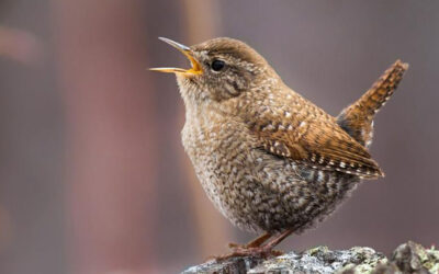 The Winter Wren: a Little Bird with a Big Voice