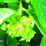 Bright green leaves and developing hazelnut fruits