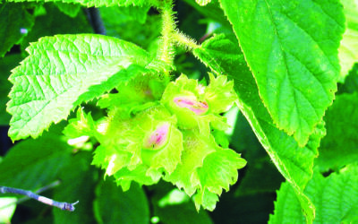 The Nut You Didn’t Notice