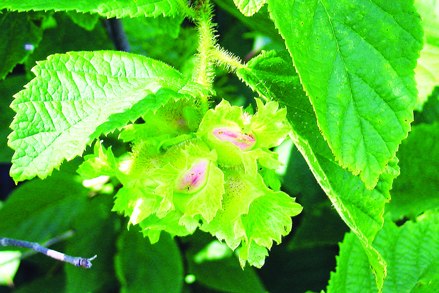 The Nut You Didn’t Notice