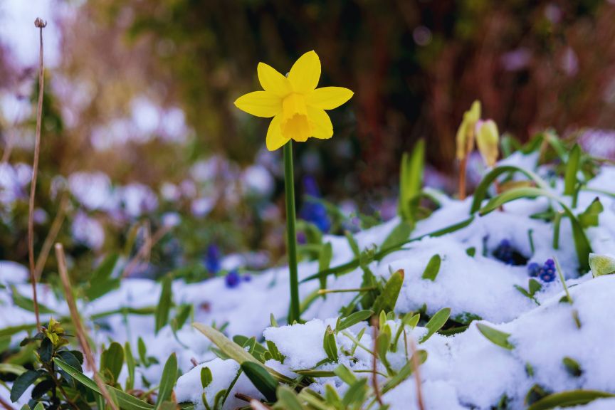 Daffodil grows mid snow