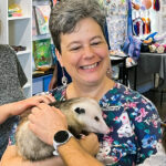Woman holds possum while customers pet the marsupial