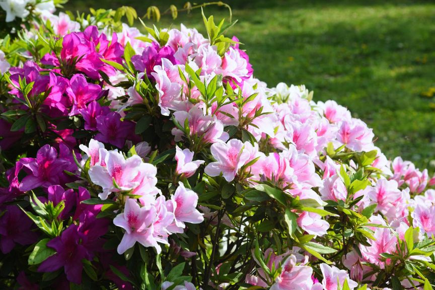 pink and light pink azelea bushes