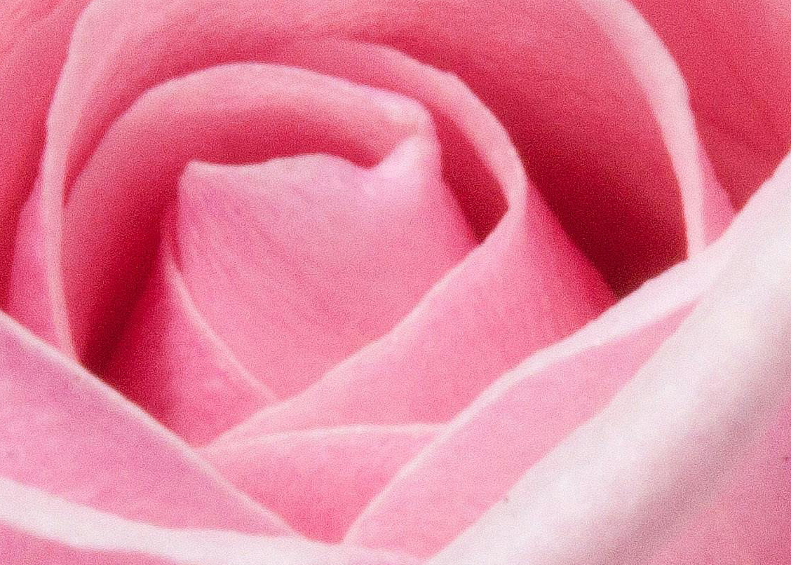 whatzitcropped close-up image