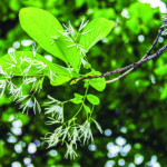 white flowers of a fringe tree