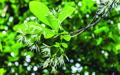 Spectacular Beauty, Hazy Future