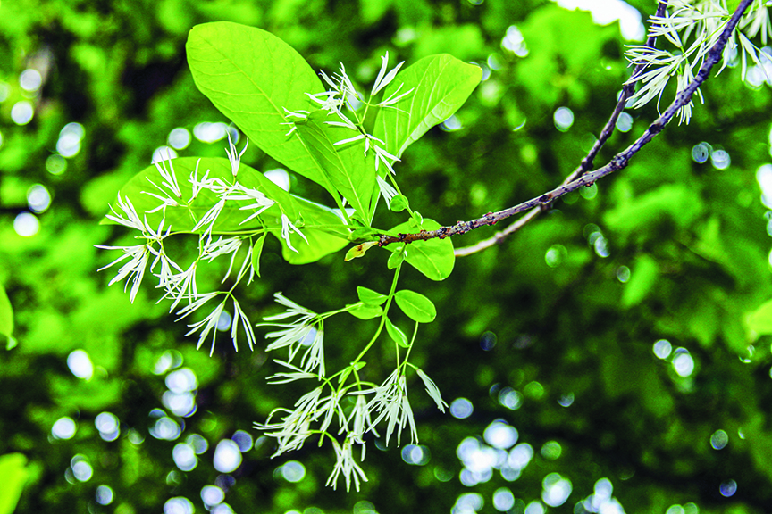 white flowers of a fringe tree