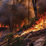 Intense forest fire with flames and smoke in dense woodland environment.