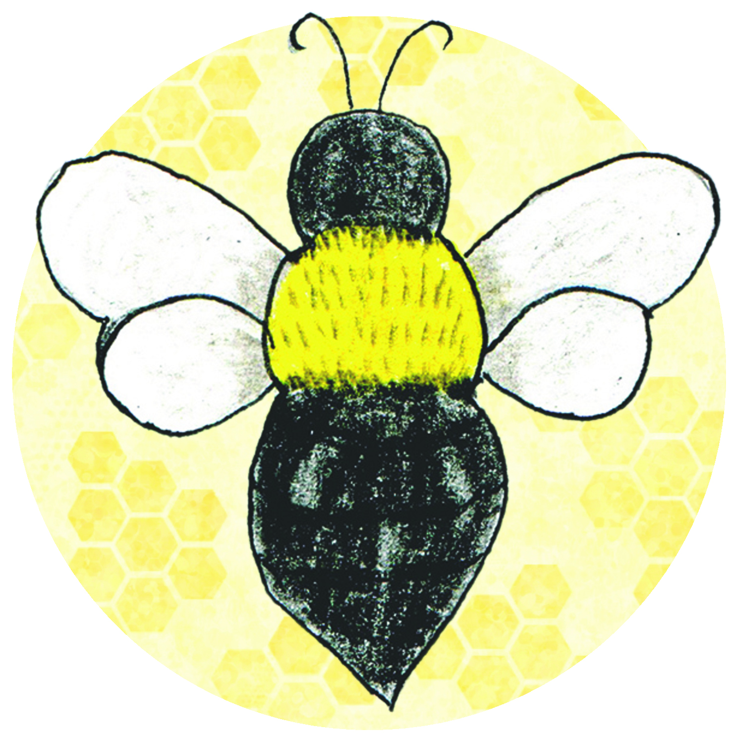 Drawing of a carpenter bee