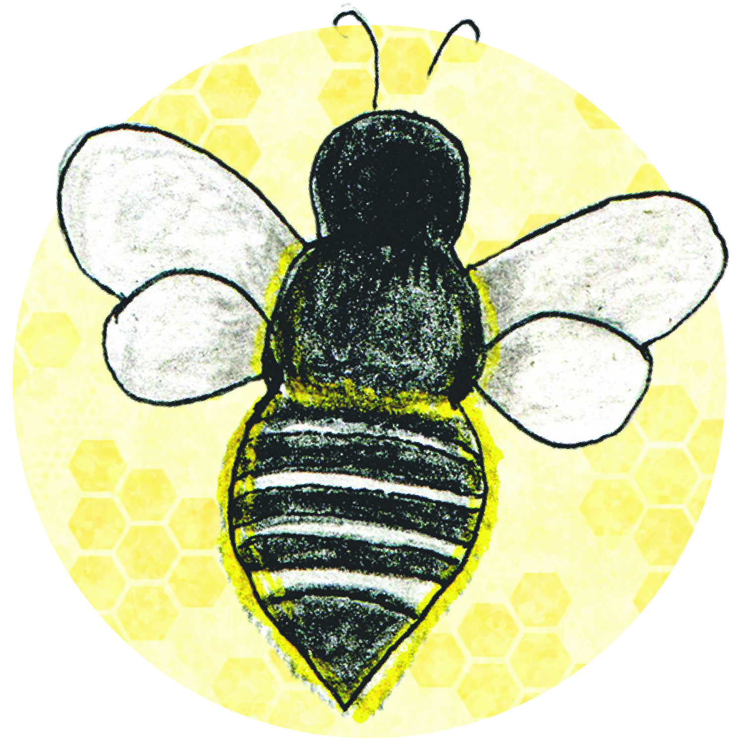 Drawing of a leaf cutter bee