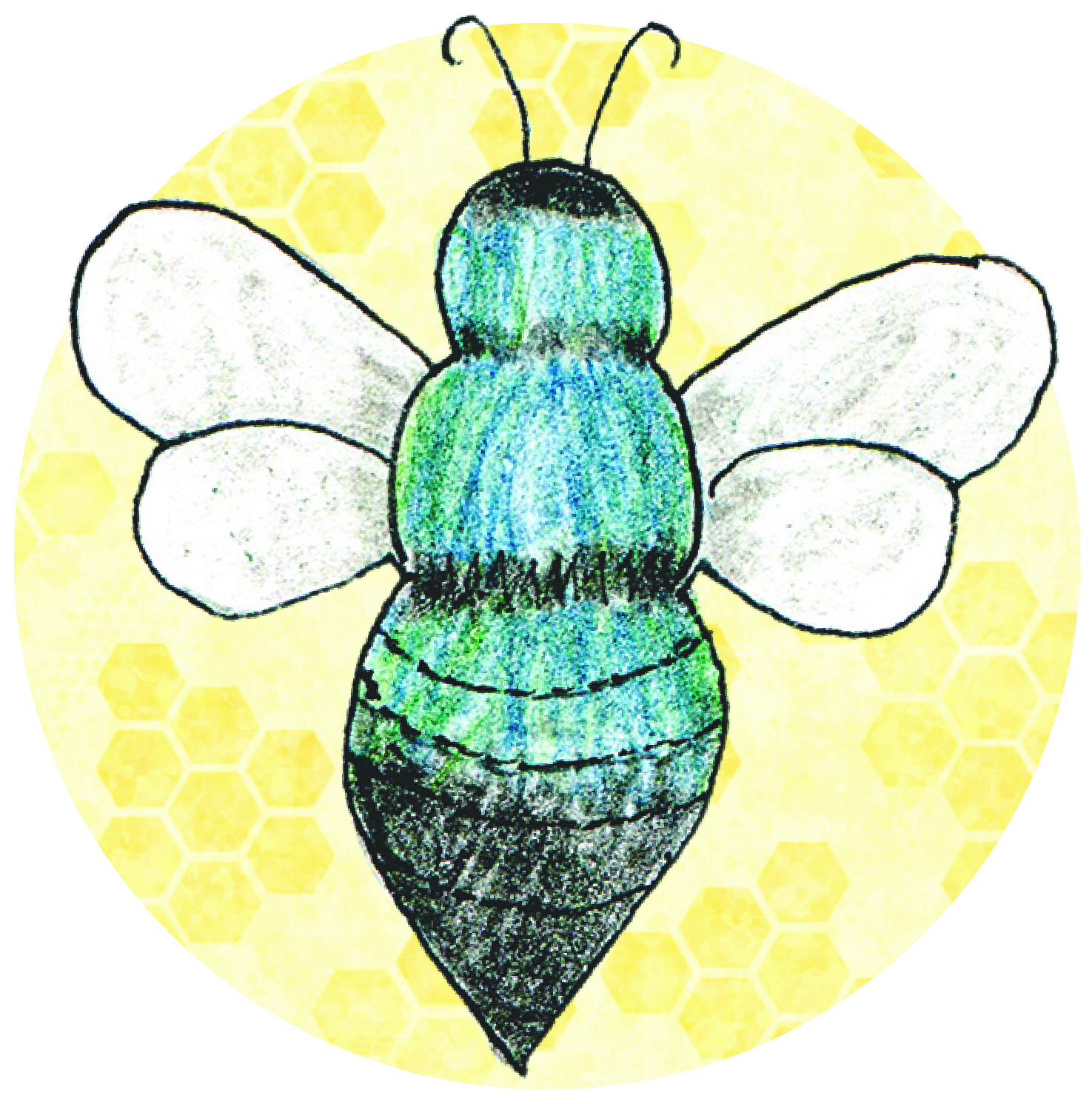 Mason bee drawing