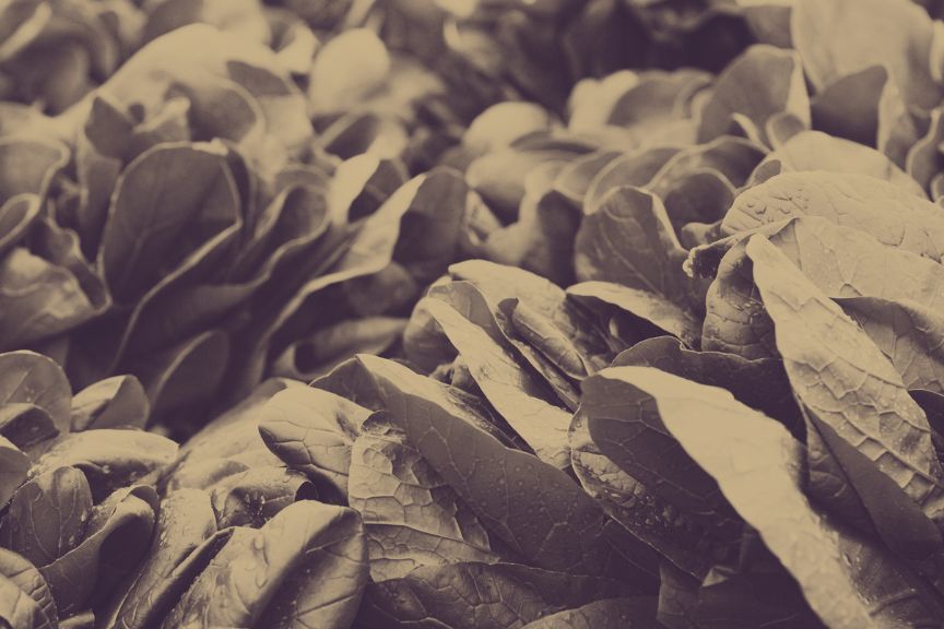 Sepia image of spinach leaves