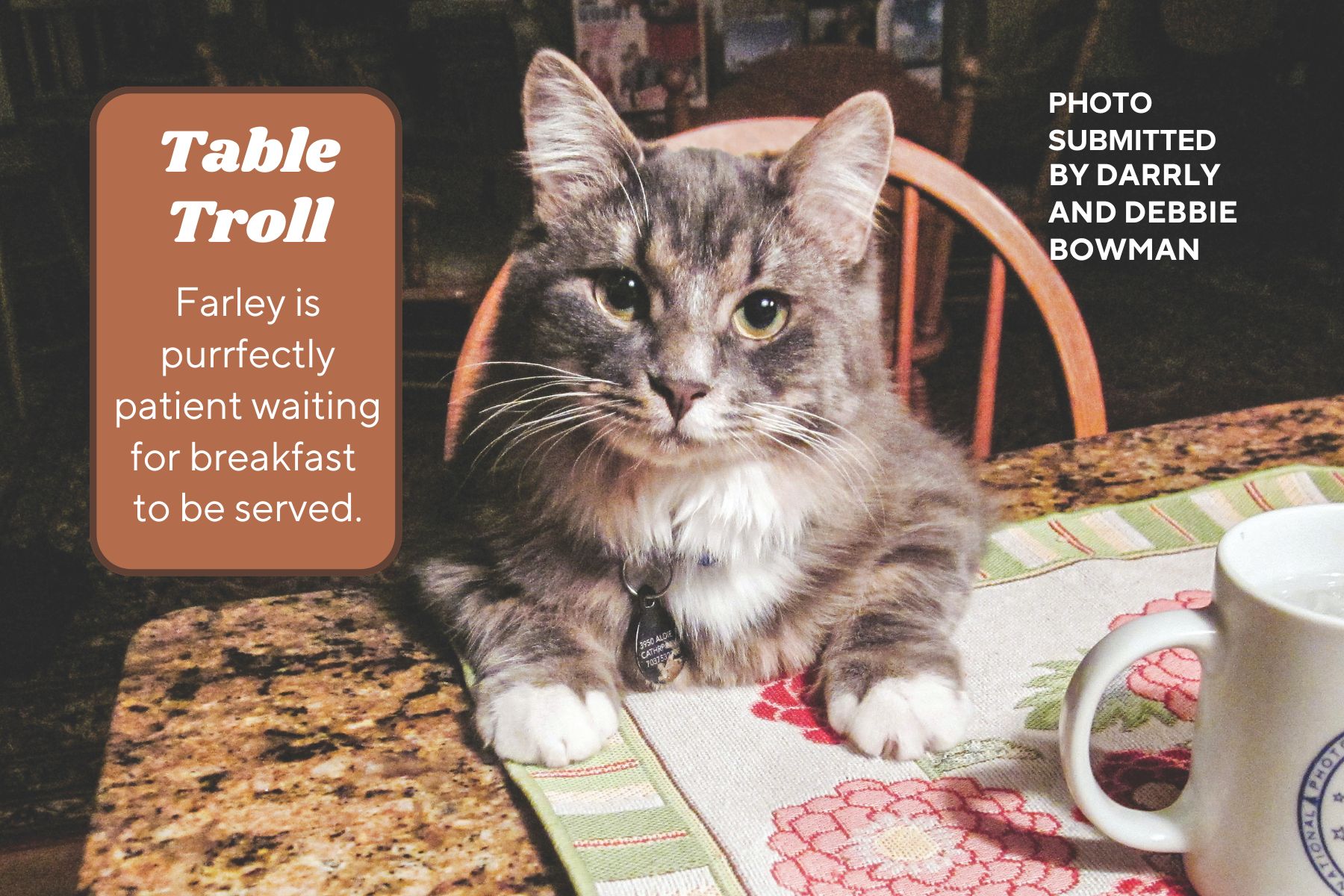 Gray and white cat sits in table chair with paws on placemat