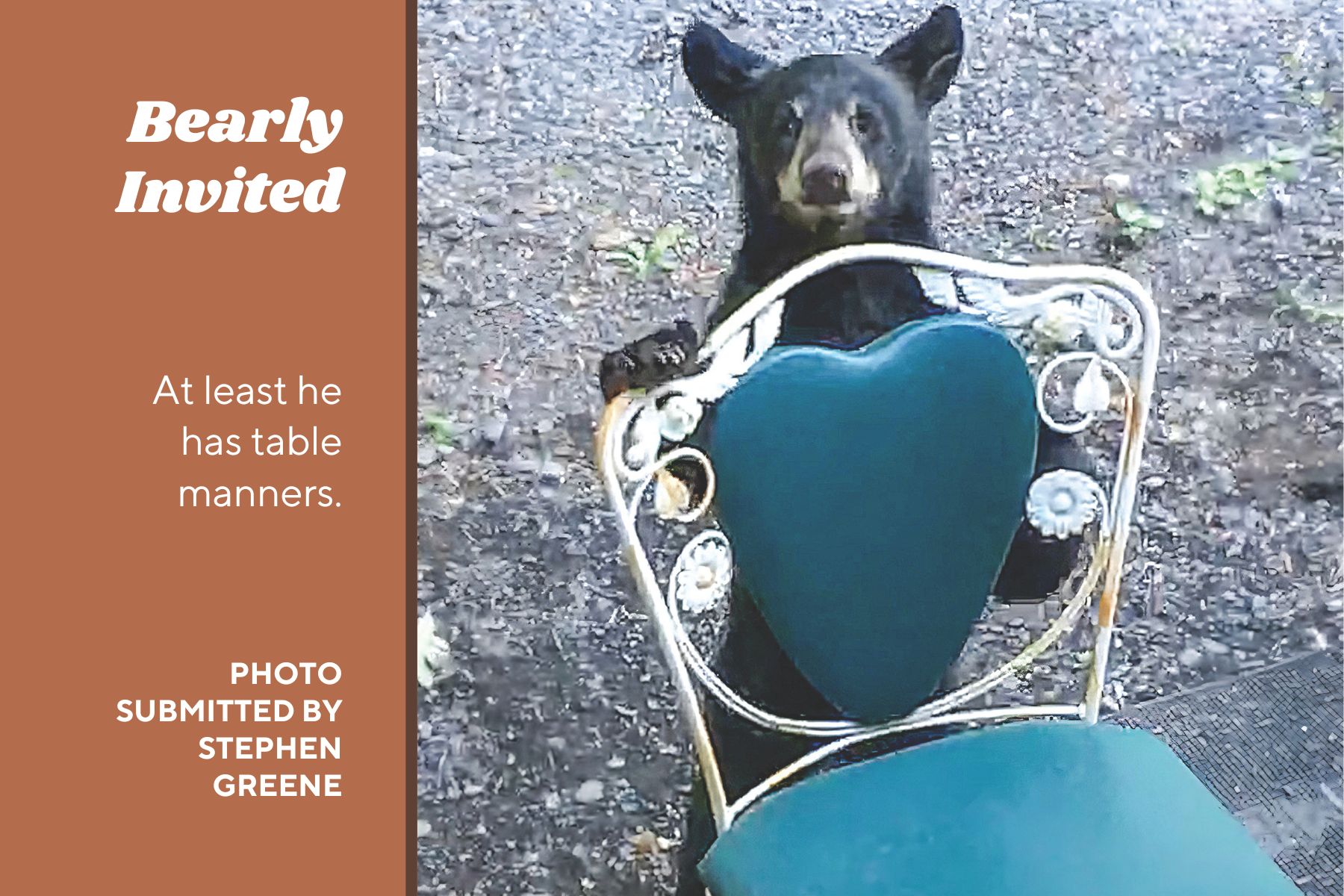 Small bear stands with paws on back of chair