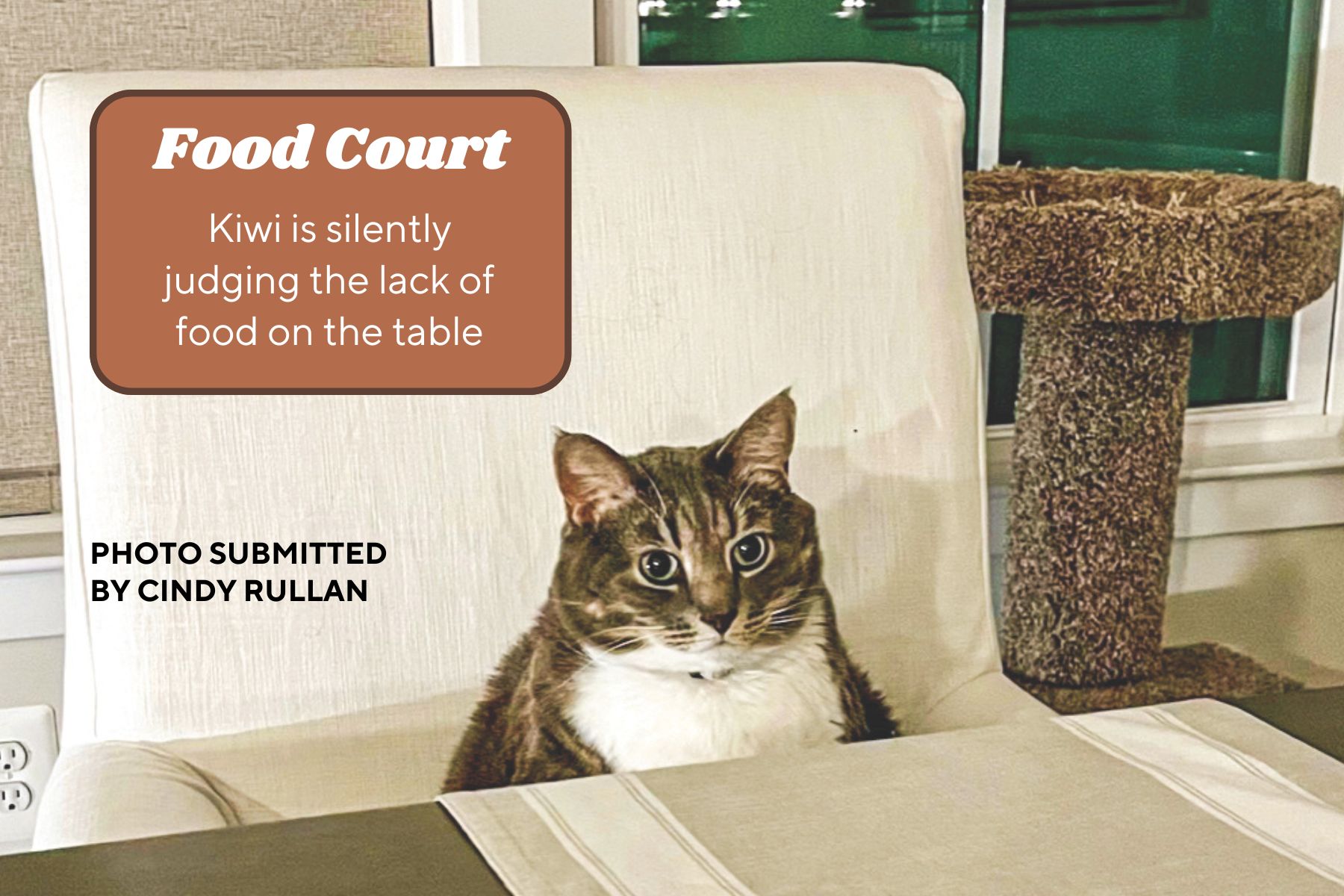 Cat sits at table in dining room chair