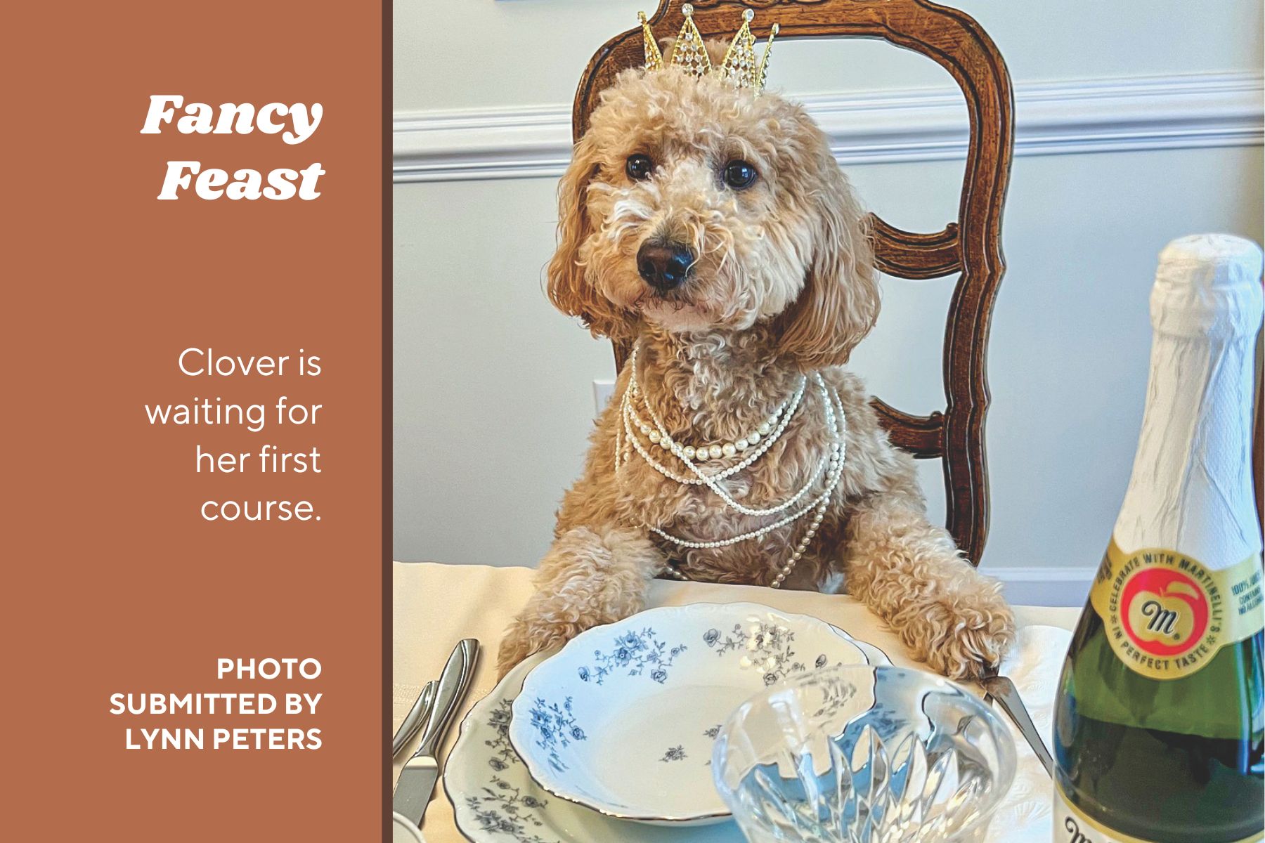 Dog sitting in dining room chair in front of place setting sports crown and necklaces