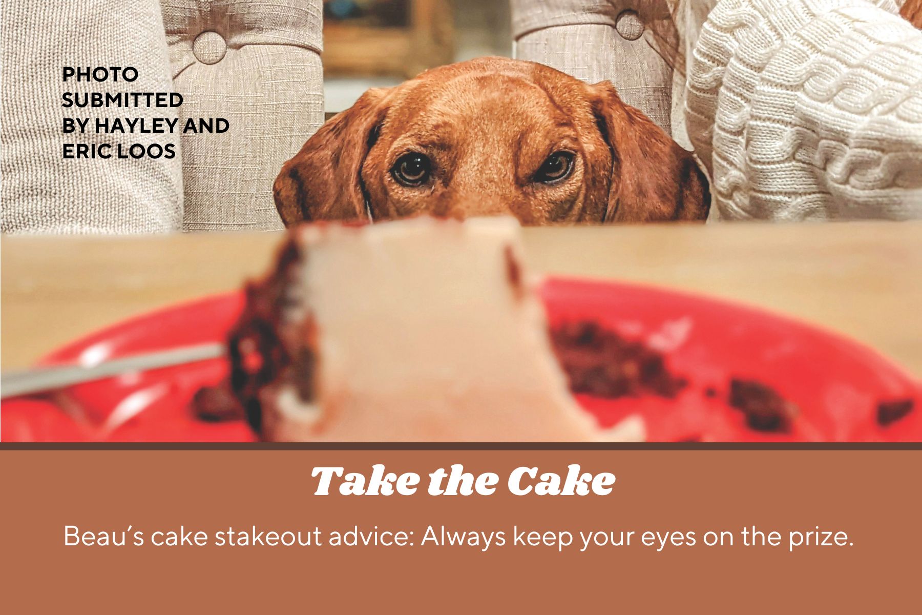 Dog eyes piece of cake on table