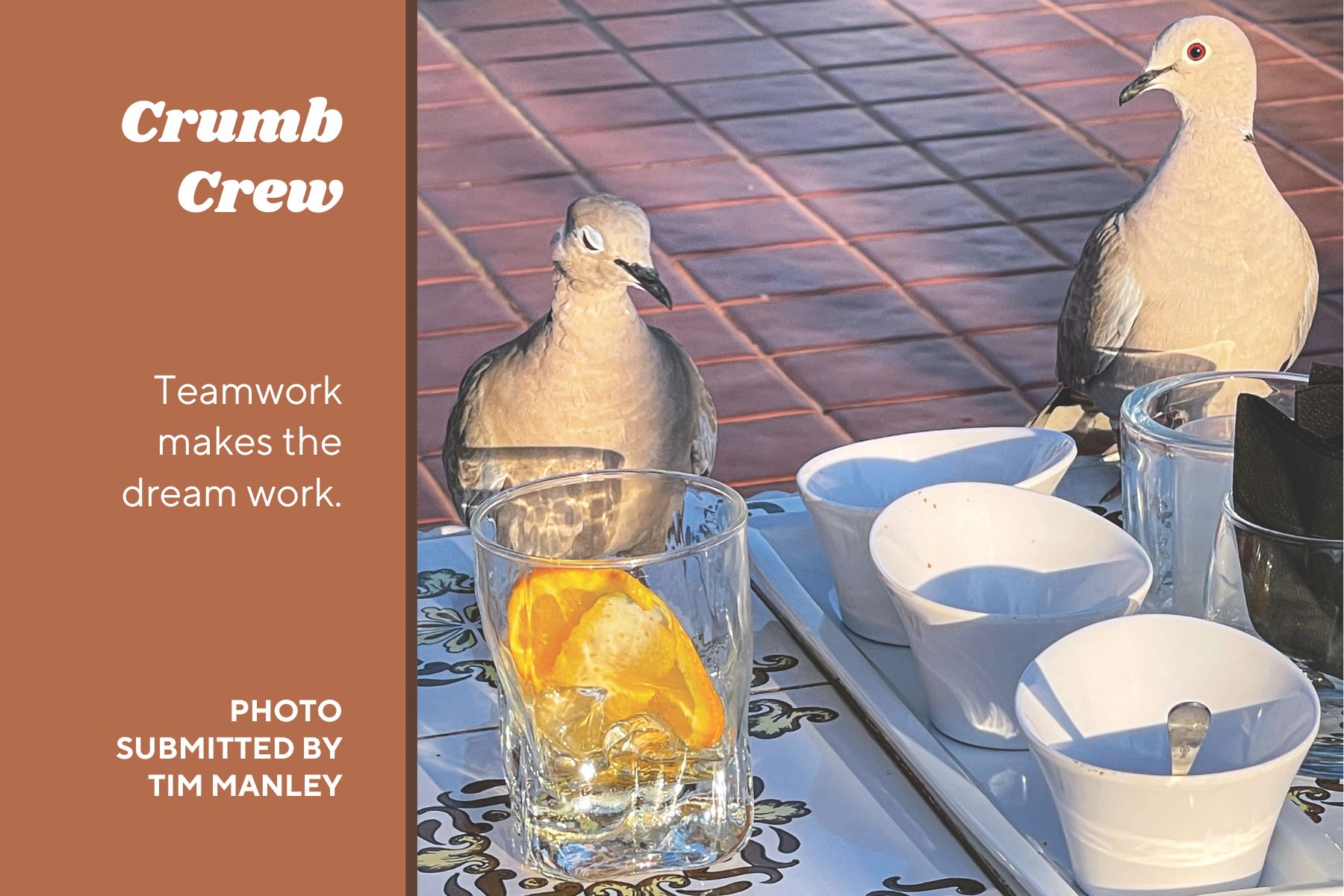 Two birds sit at outdoor table