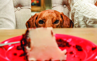 Hungry Eyes