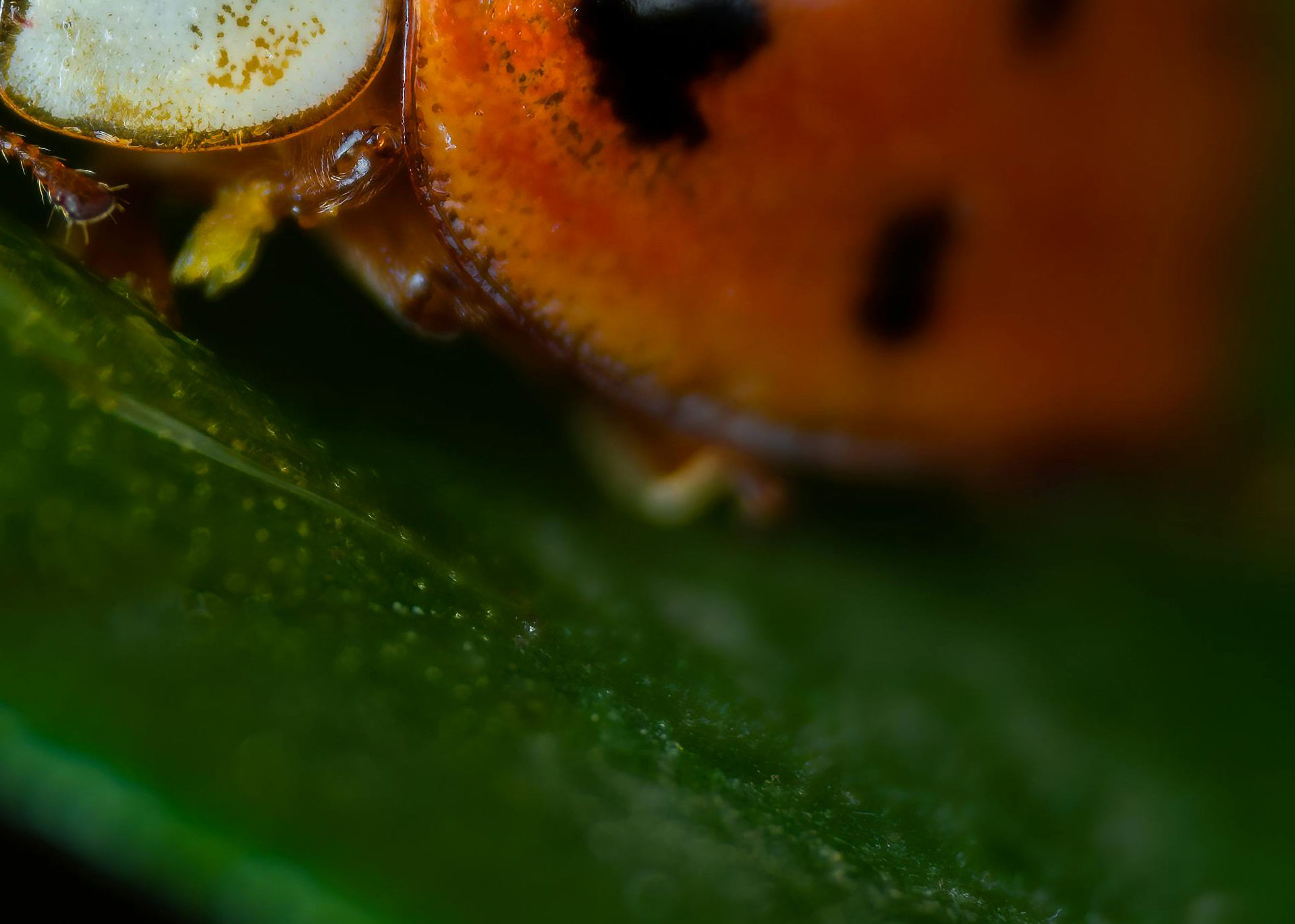 close-up image