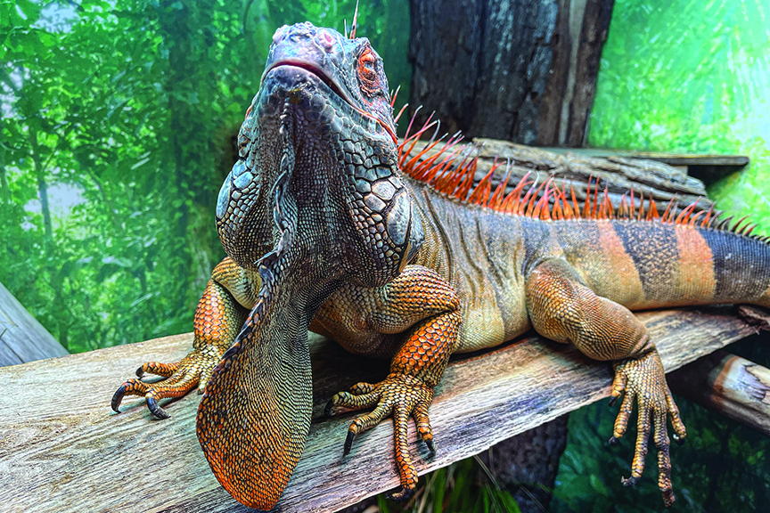 Green Iguana