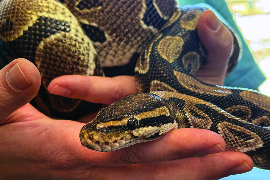Hands hold Ghana, a ball python