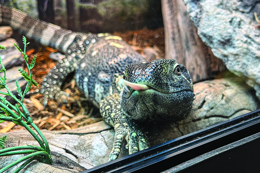 Black Throat Monitor