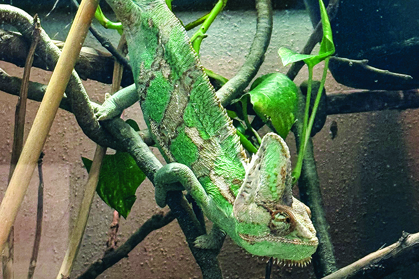 Green Lizard