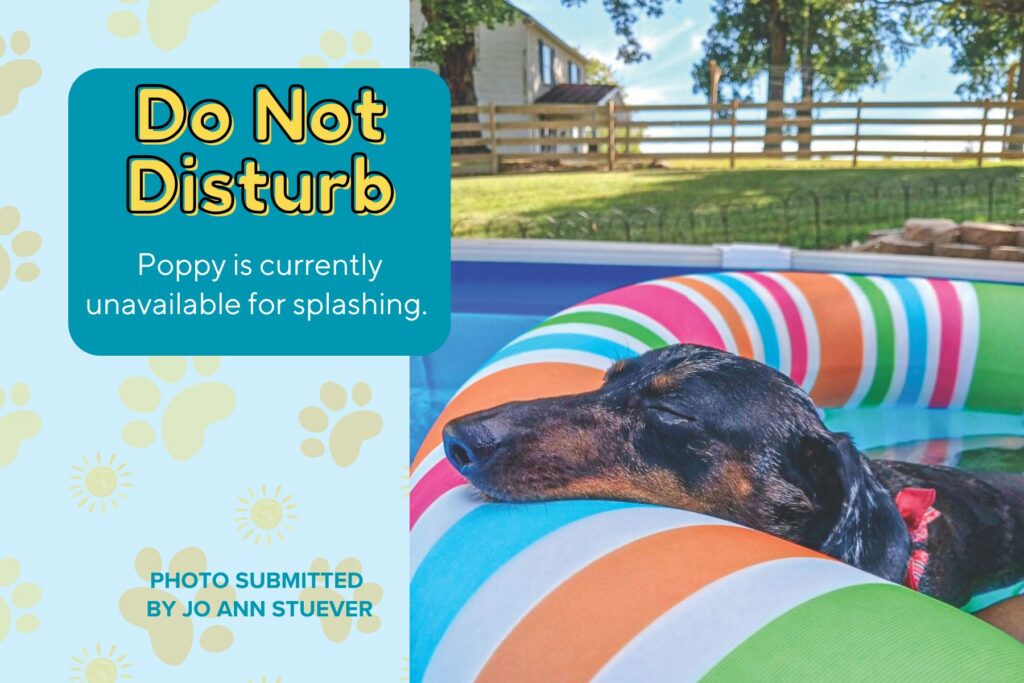 graphic titled "Beach Bum" featuring a photo submitted by Lauren Whittington. The photo is a close-up of a brown and white spaniel dog fast asleep in the sand, resting its head on a green and white striped beach towel. A teal text box next to the photo reads, "Willow gave the beach two paws up and then promptly fell asleep." The background on the right is light blue with a pattern of yellow suns and paw prints.
