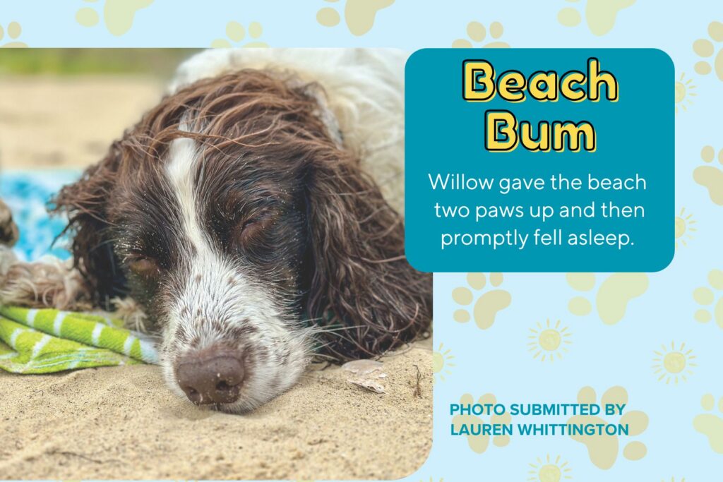 A graphic titled "Beach Bum" featuring a photo submitted by Lauren Whittington. The photo is a close-up of a brown and white spaniel dog fast asleep in the sand, resting its head on a green and white striped beach towel. A teal text box next to the photo reads, "Willow gave the beach two paws up and then promptly fell asleep." The background on the right is light blue with a pattern of yellow suns and paw prints.