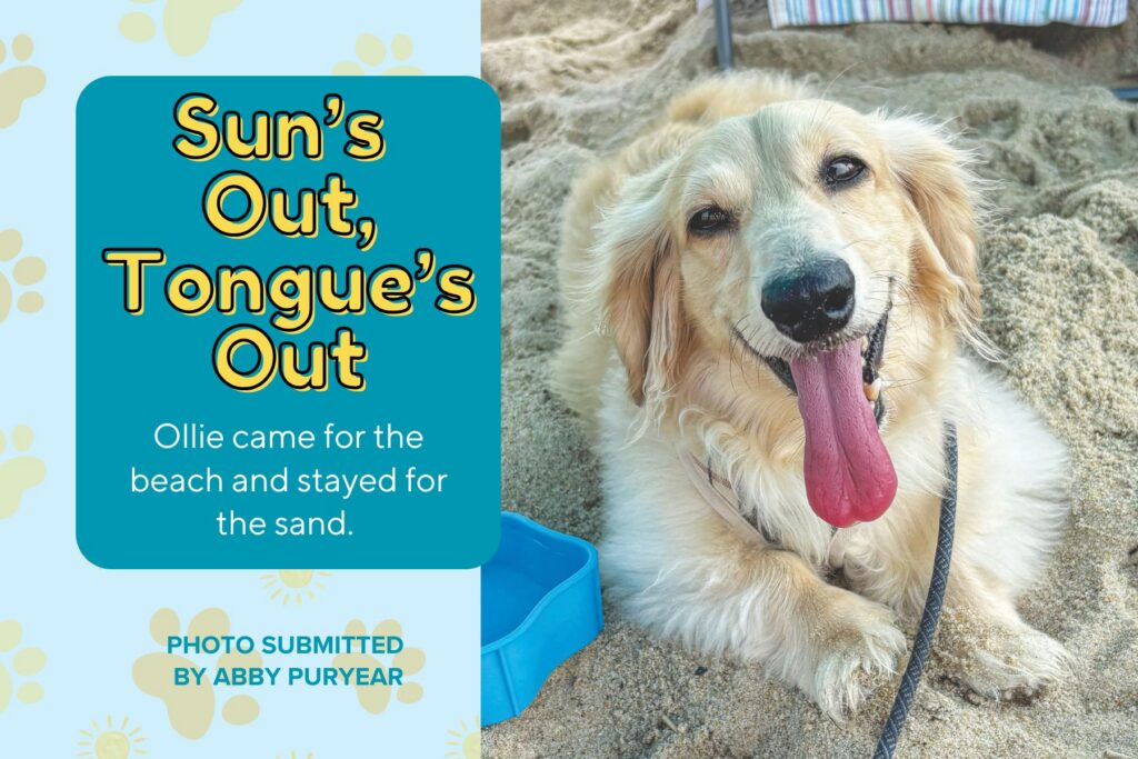 A graphic titled "Sun’s Out, Tongue’s Out" featuring a photo submitted by Abby Puryear. The photo shows a fluffy, cream-colored dog lying happily in the sand on a beach next to a blue water bowl, panting with a very long pink tongue hanging out. A teal text box reads, "Ollie came for the beach and stayed for the sand." The background on the left is light blue with a pattern of yellow suns and paw prints.