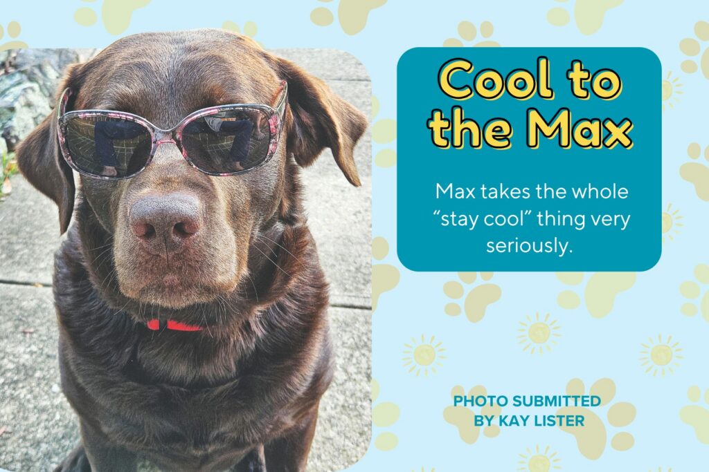 A graphic titled "Cool to the Max" featuring a photo submitted by Kay Lister. The photo is a close-up portrait of a dark chocolate Labrador retriever sitting on a concrete surface, wearing a pair of dark, floral-framed sunglasses. A teal text box next to the dog reads, "Max takes the whole 'stay cool' thing very seriously." The background on the right is light blue with a pattern of yellow suns and paw prints.