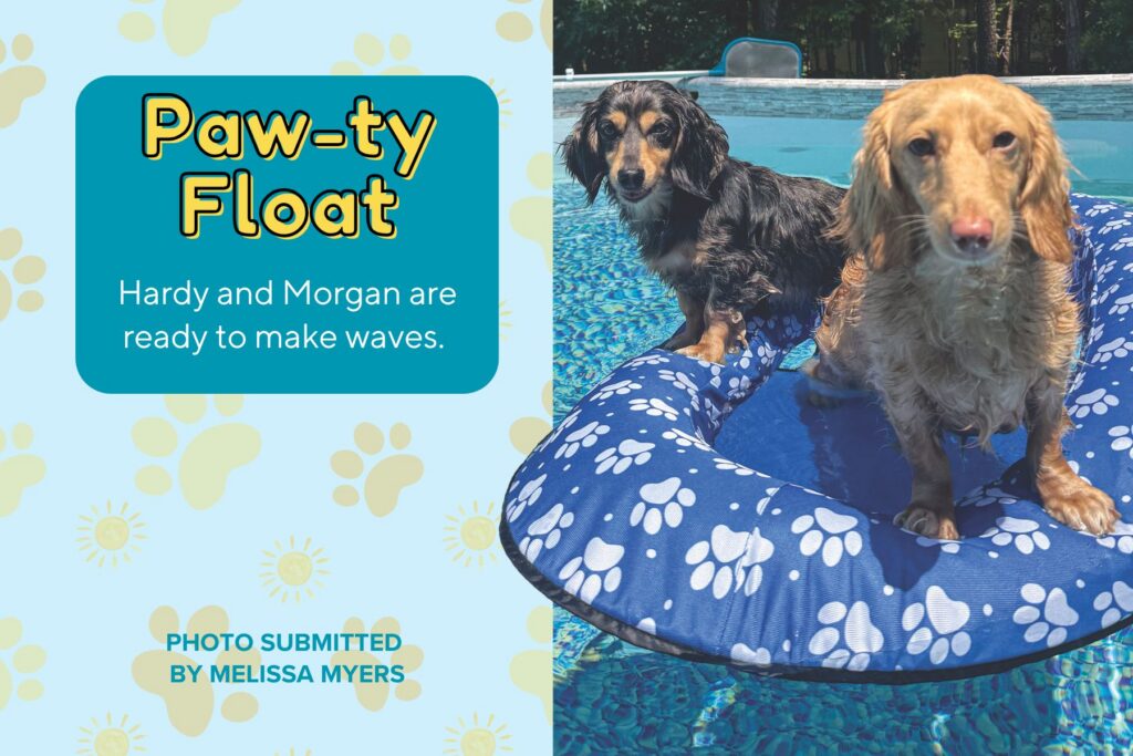 A graphic titled "Paw-ty Float" featuring a photo submitted by Melissa Myers. The photo shows two long-haired dachshunds—one black and tan, and one blonde—balancing together on a large, blue pool float patterned with white paw prints in a swimming pool. A teal text box reads, "Hardy and Morgan are ready to make waves." The background on the left is light blue with a pattern of yellow suns and paw prints.