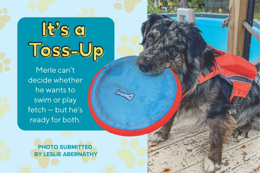 A graphic titled "It’s a Toss-Up" featuring a photo submitted by Leslie Abernathy. The photo shows a fluffy, merle-patterned dog wearing a bright orange life jacket standing on a wooden deck by a pool. The dog is holding a round, blue and red Chuckit! Paraflight frisbee tightly in its mouth. A teal text box reads, "Merle can’t decide whether he wants to swim or play fetch — but he’s ready for both."
