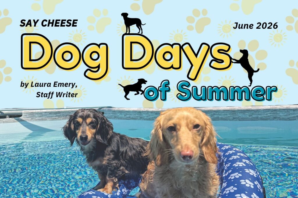 A bright blue summer-themed graphic titled "SAY CHEESE Dog Days of Summer" by Laura Emery, Staff Writer, dated June 2026. The background is light blue patterned with yellow suns and dog paw prints. In the foreground, two long-haired dachshunds—one black and tan, and one blonde—are posing in a swimming pool while sitting on a blue, paw-print-patterned pool float.