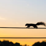 A squirrel is seen running atop power lines at sunset