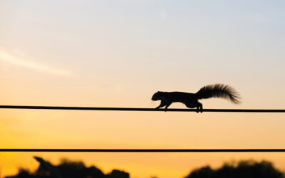 Nature’s Troublemakers