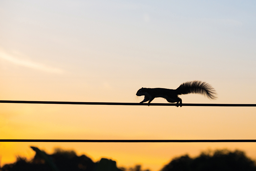 A squirrel is seen running atop power lines at sunset
