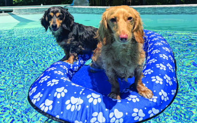 Dog Days of Summer