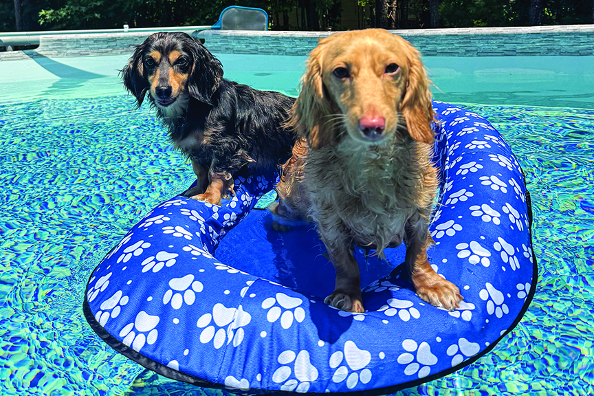 Dog Days of Summer