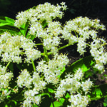 Flowering elderberry shrub sports small white flowers growing in clusters