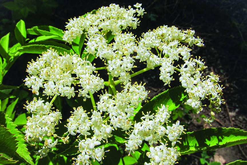 Flowering elderberry shrub sports small white flowers growing in clusters