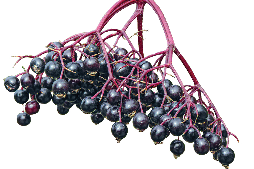 Purple-black elderberries hang in clusters on isolated white background